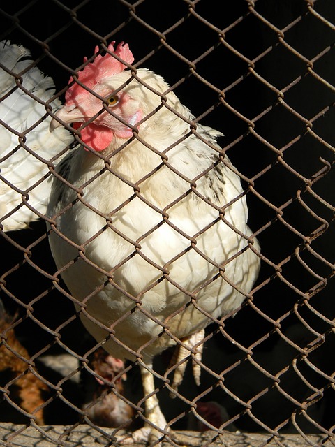 其转会中的 其转会中的